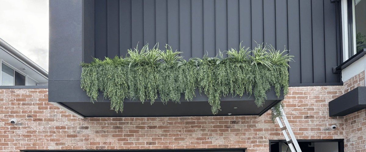 Hanging EverTrail Ferns Transform a Modern Marsden Park Façade