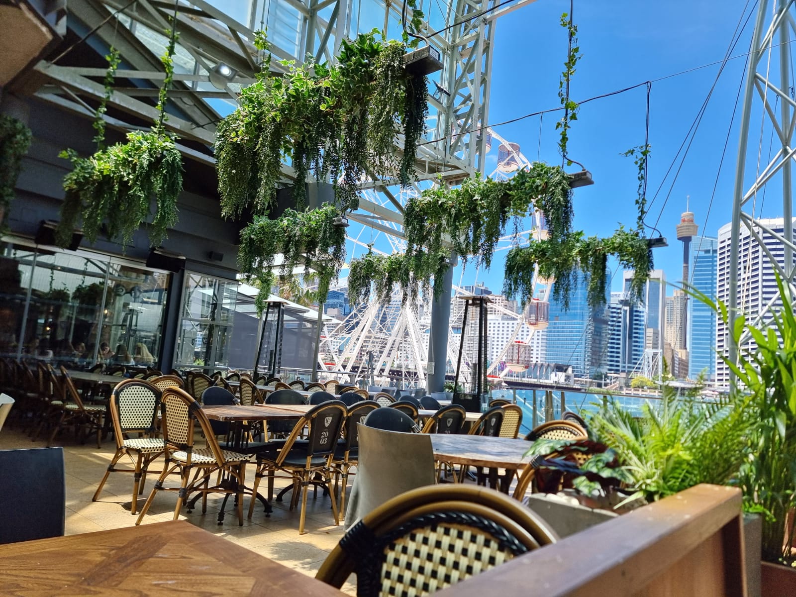 Crinitis Harbourside Restaurant hanging greenery install - Evergreen Walls