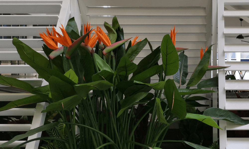 Embrace the Winter Season with Evergreen Walls: Tips for Creating a Lush and Green Oasis - Evergreen Walls