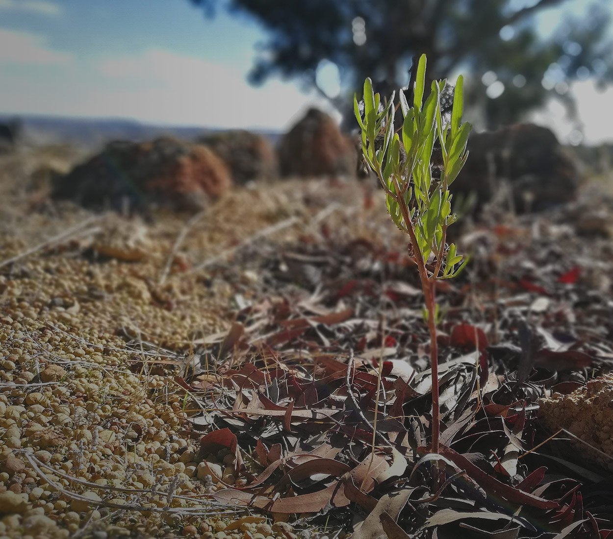 Evergreen #GivingBack to Community and Environment with I=Change - Evergreen Walls