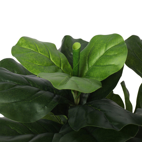 Fiddle Leaf Plant 85cm