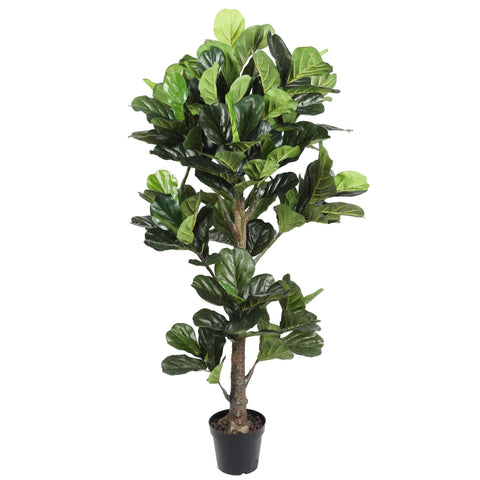 Fiddle Leaf Tree 1.83m