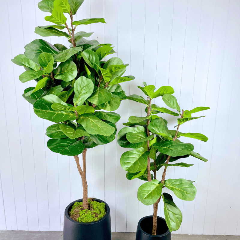 Artificial Fiddle Leaf Trees