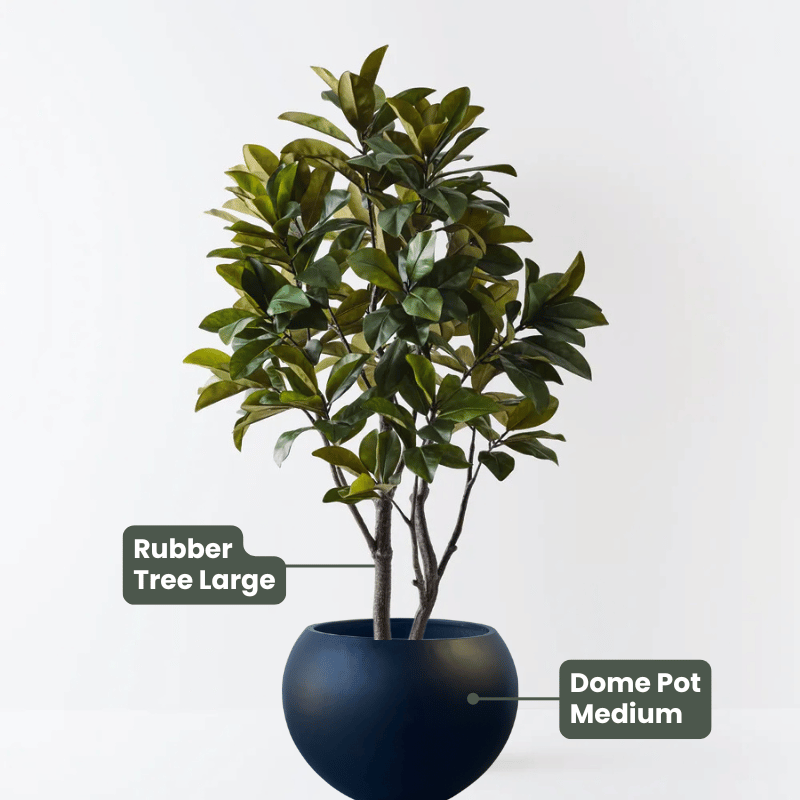 Rubber Tree