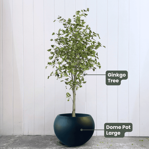Ginkgo Tree Green 213cmh