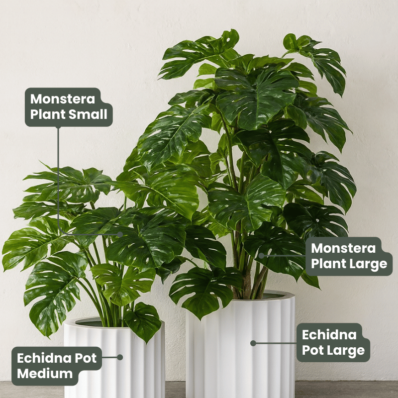 Monstera Plant Green