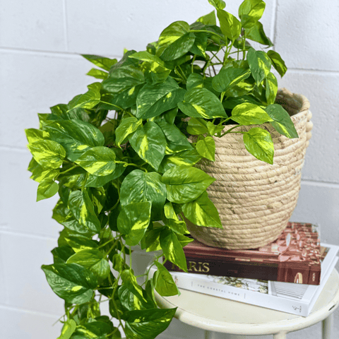 Artificial Pothos Hanging Bush