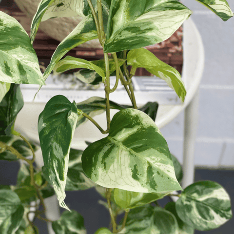 Artificial Pothos Hanging Bush