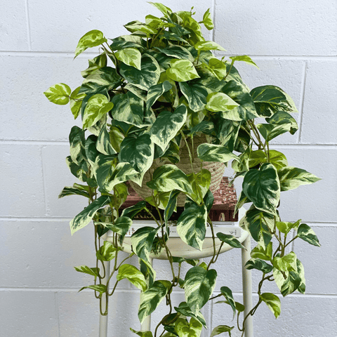 Artificial Pothos Hanging Bush
