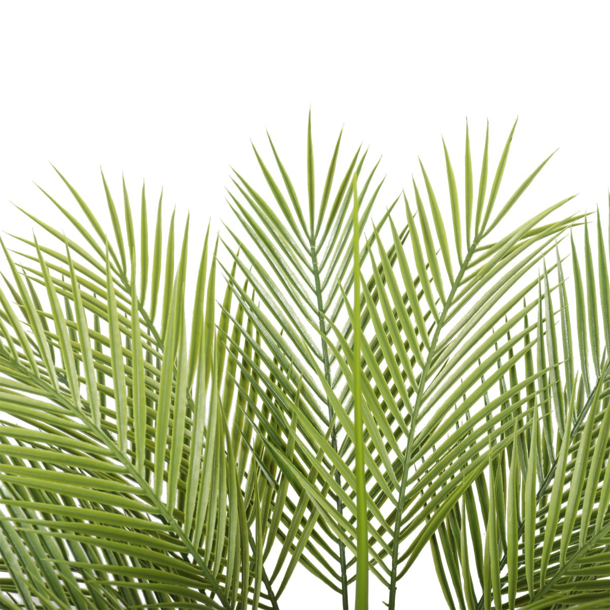 Baby Kentia Palm UV 95cm - Evergreen Walls