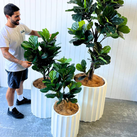 Echidna Pot Bundle - Evergreen Walls