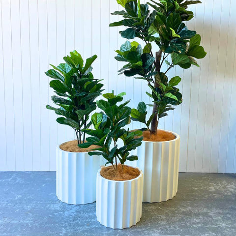 Echidna Pot Bundle - Evergreen Walls