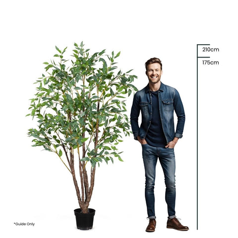 Eucalyptus Seed Tree 210cm - Evergreen Walls