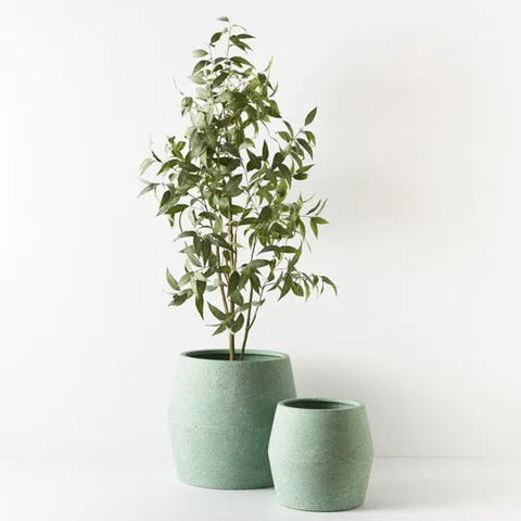 Eucalyptus Tree Green - Evergreen Walls
