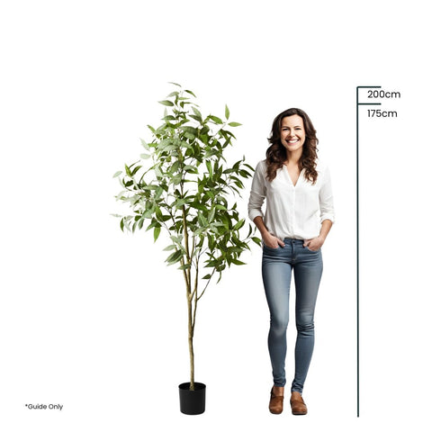 Eucalyptus Tree Green - Evergreen Walls