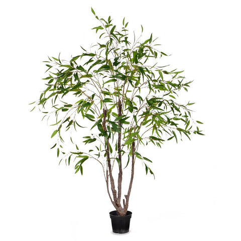 Eucalyptus Tree Green - Evergreen Walls