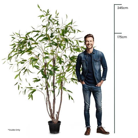 Eucalyptus Tree Green - Evergreen Walls