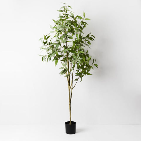 Eucalyptus Tree Green - Evergreen Walls