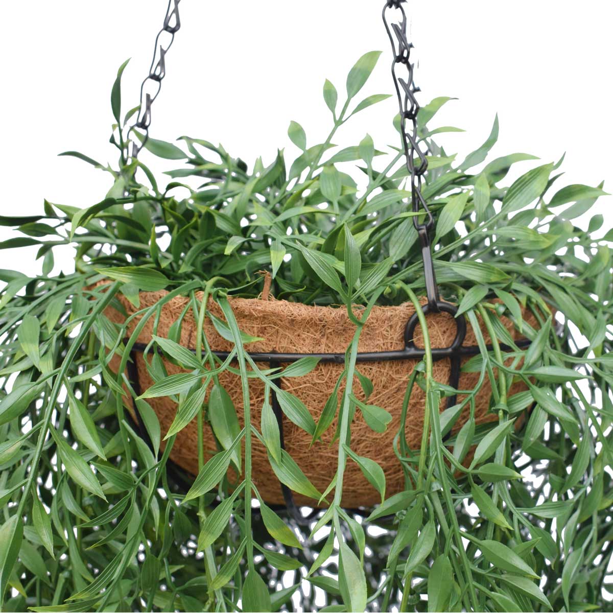Ferns Hanging Basket (UV) - Evergreen Walls