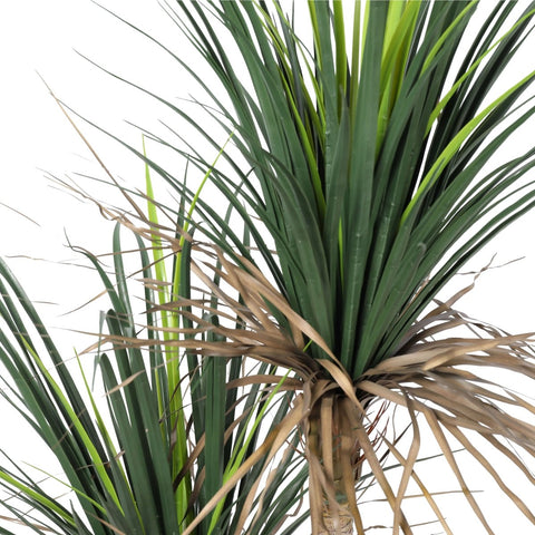 Grass Yucca Tree Double Trunk UV - Evergreen Walls