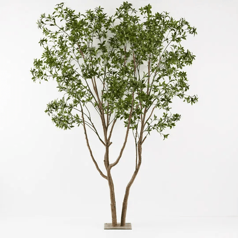 Japanese Andromeda Tree 290cmh - Evergreen Walls