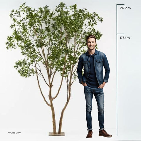 Japanese Andromeda Tree 290cmh - Evergreen Walls