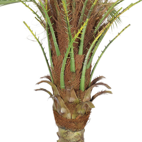 Kentia Palm Tree UV 180cm - Evergreen Walls