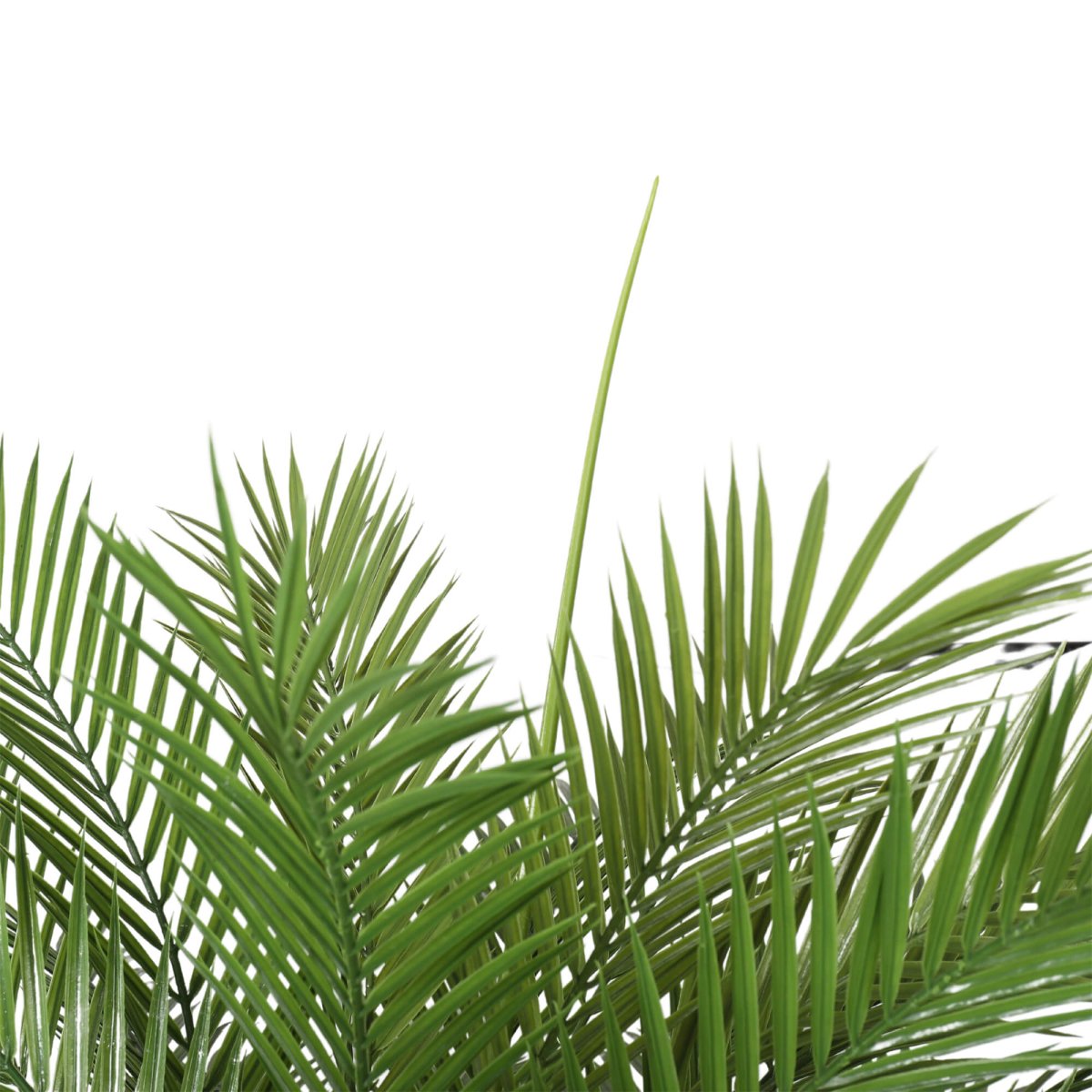 Kentia Palm Tree UV 180cm - Evergreen Walls