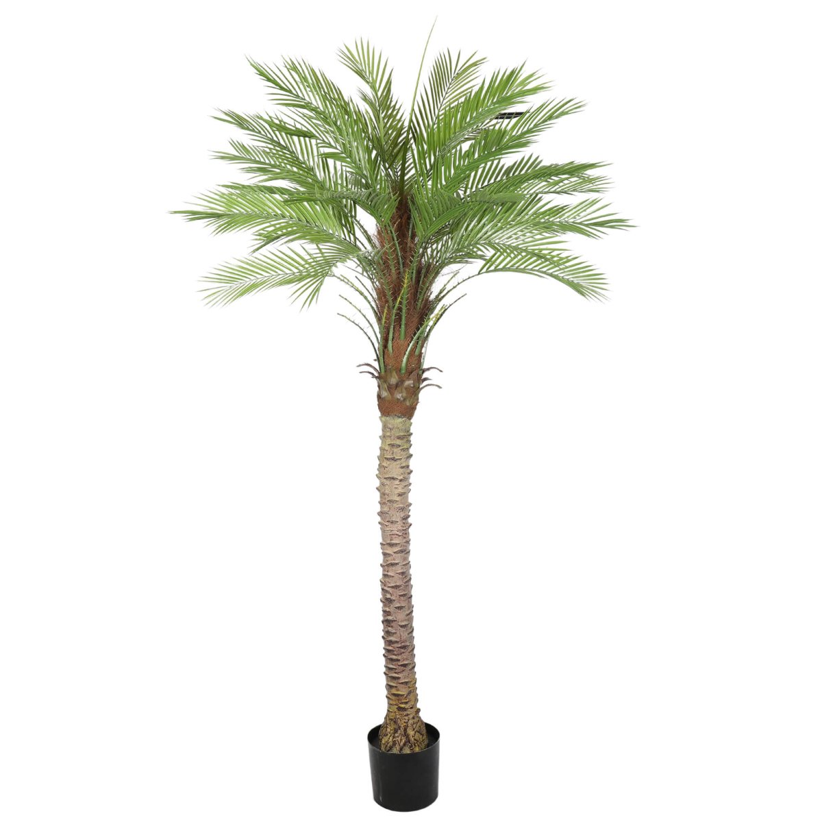 Kentia Palm Tree UV 180cm - Evergreen Walls