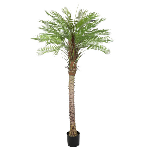 Kentia Palm Tree UV 180cm - Evergreen Walls