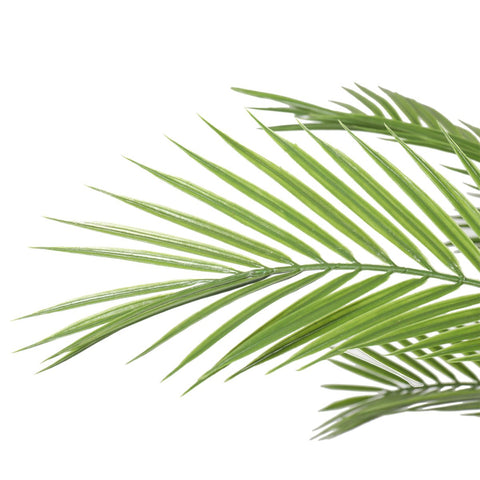 Kentia Palm Tree UV 180cm - Evergreen Walls