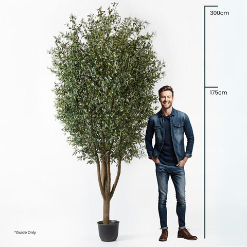 Olive Tree 300cm - Evergreen Walls