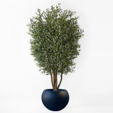 Olive Tree 300cm - Evergreen Walls