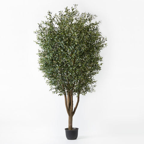 Olive Tree 300cm - Evergreen Walls
