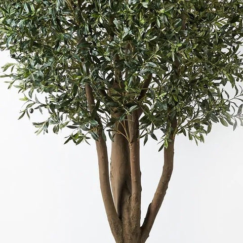 Olive Tree 300cm - Evergreen Walls