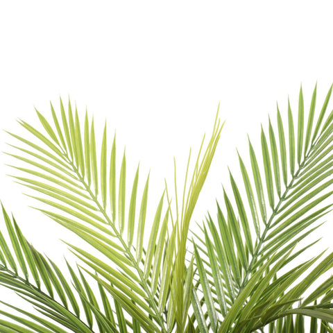 Pair Bundle - 2 x Areca Palm Plants UV 150cm - Evergreen Walls