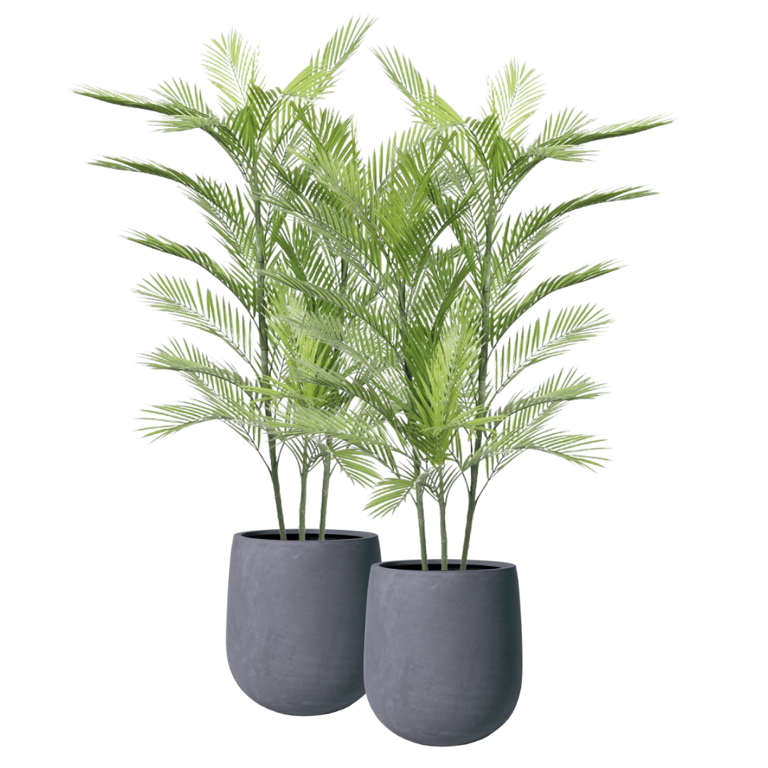 Pair Bundle - 2 x Areca Palm Plants UV 150cm - Evergreen Walls