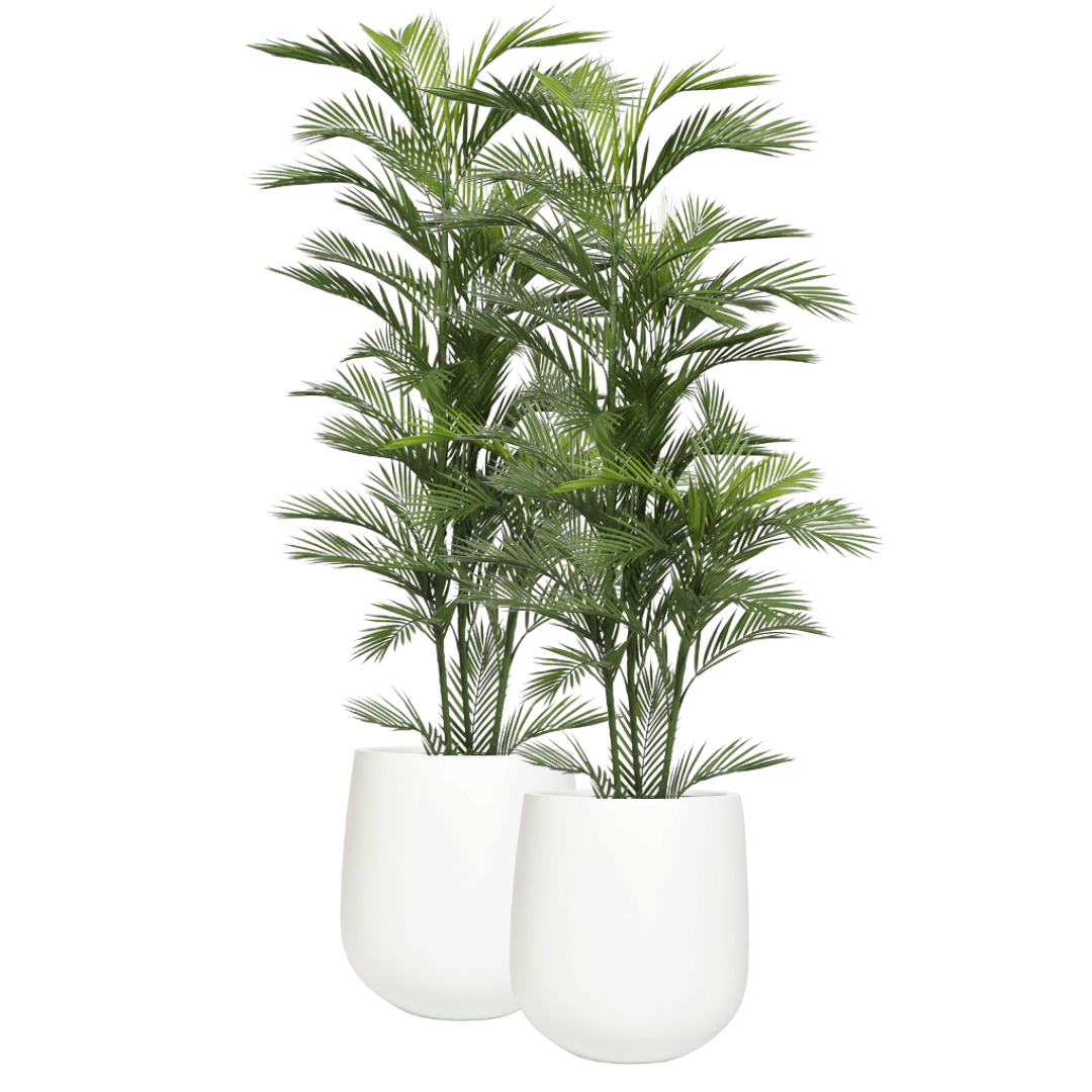 Pair Bundle - 2 x Areca Palms UV 180cm - Evergreen Walls