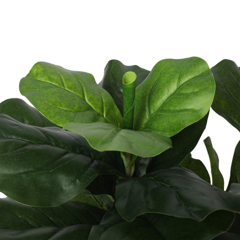 Pair Bundle - 2 x Ficus Fiddle Leaf Plants 85cm - Evergreen Walls