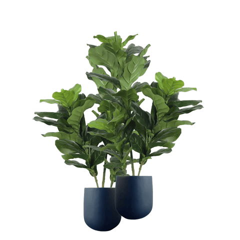 Pair Bundle - 2 x Ficus Fiddle Leaf Plants 85cm - Evergreen Walls