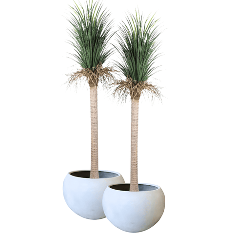 Pair Bundle - 2 x Grass Yucca Tree UV 220cm - Evergreen Walls