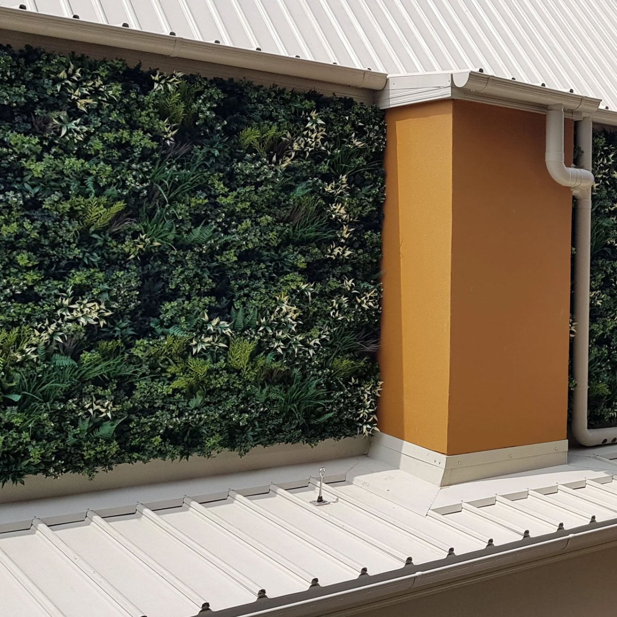 Premium Autumn - Evergreen Walls