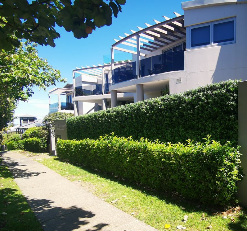 Premium Hedge - Evergreen Walls