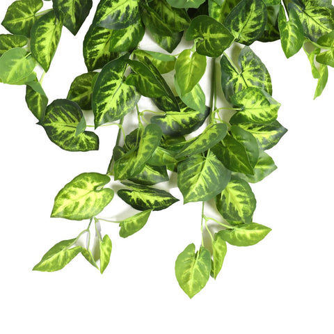 Syngonium Hanging Bush Dark Green 80cml - Evergreen Walls