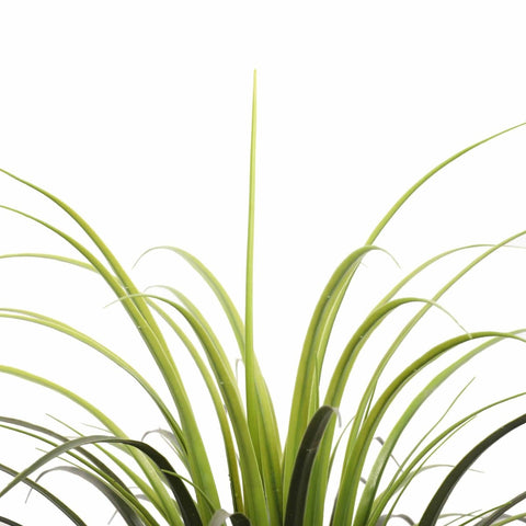 Yucca Grass Plant UV - Evergreen Walls