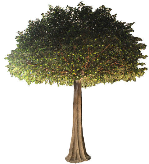 Giant Ficus Tree 600cm