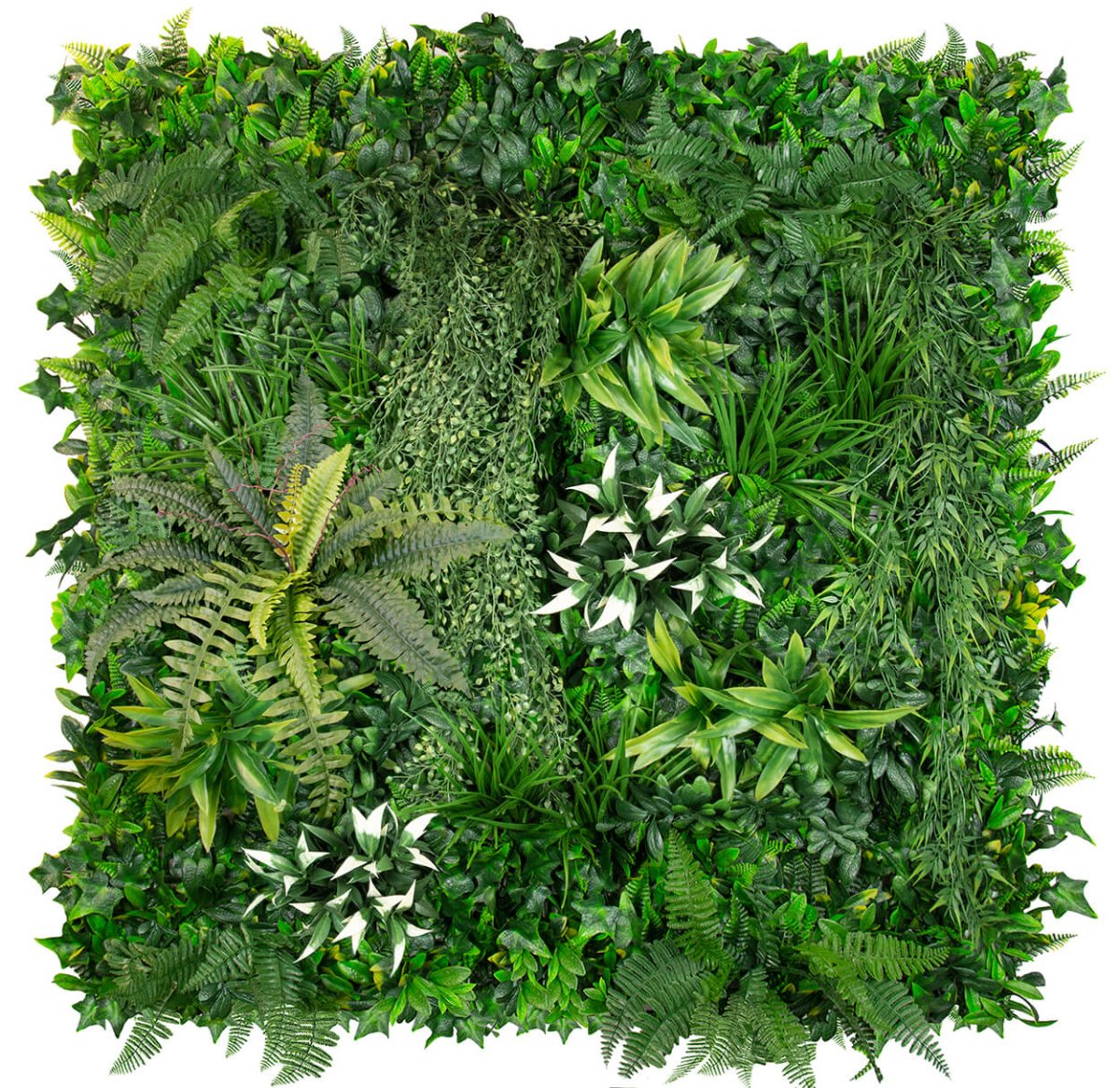 Coastal Garden - Evergreen Walls