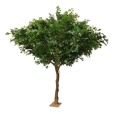 Giant Ficus Exotica Tree 300cm - Evergreen Walls