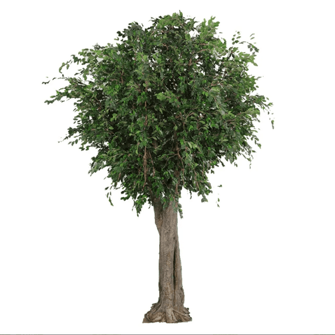Giant Ficus Exotica Tree 600cm - Evergreen Walls