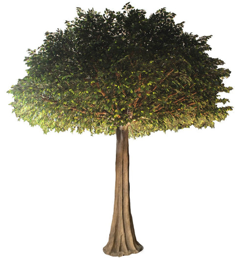 Giant Ficus Tree 600cm - Evergreen Walls